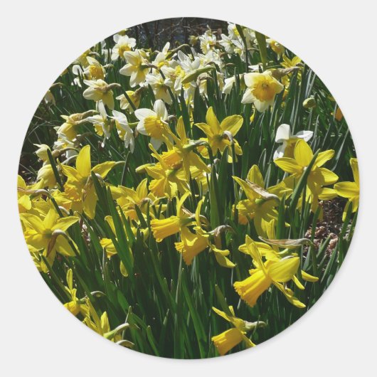 黄色と白の水仙の春の花 ラウンドシール (正面)