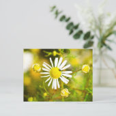黄色と白の花の上のカブトムシ ポストカード (スタンド正面)