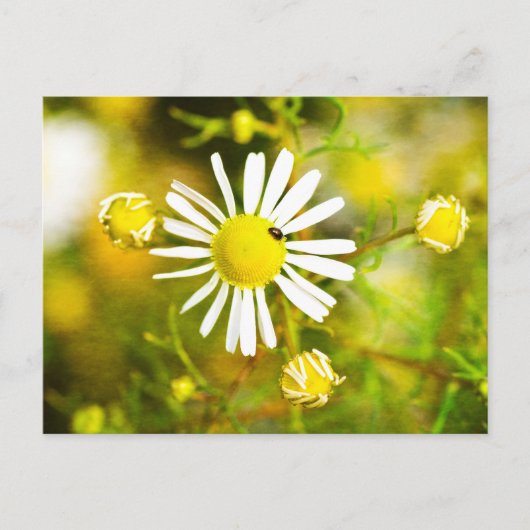 黄色と白の花の上のカブトムシ ポストカード (正面)
