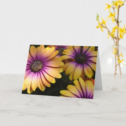 黄色と紫のアフリカデイジーカード カード (黄色い花)