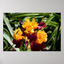 黄色と紫の虹彩 ポスター