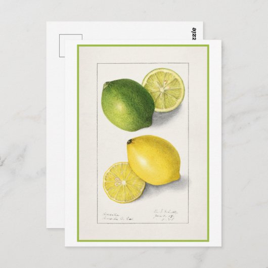 黄色と緑のレモンヴィンテージ水色 ポストカード (正面/裏面)