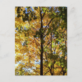 黄色と緑の秋の葉 ポストカード