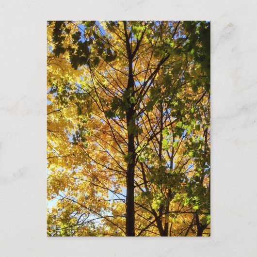 黄色と緑の秋の葉 ポストカード (正面)