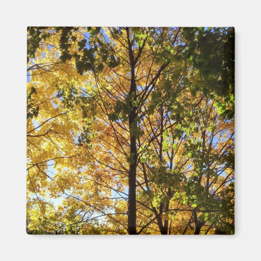 黄色と緑の秋の葉 マグネット (正面)