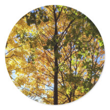 黄色と緑の秋の葉