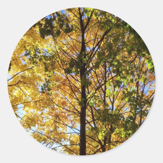 黄色と緑の秋の葉 ラウンドシール (正面)