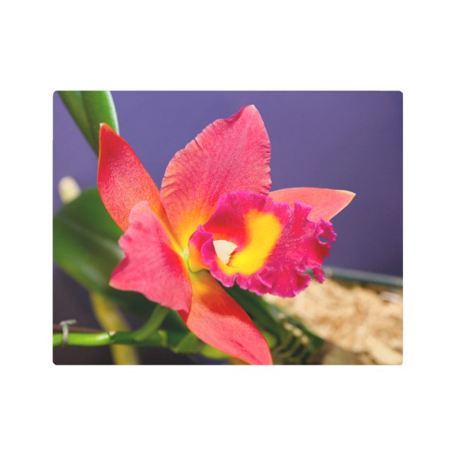 黄色と赤のオーキッドメタルアート メタルプリント (正面)