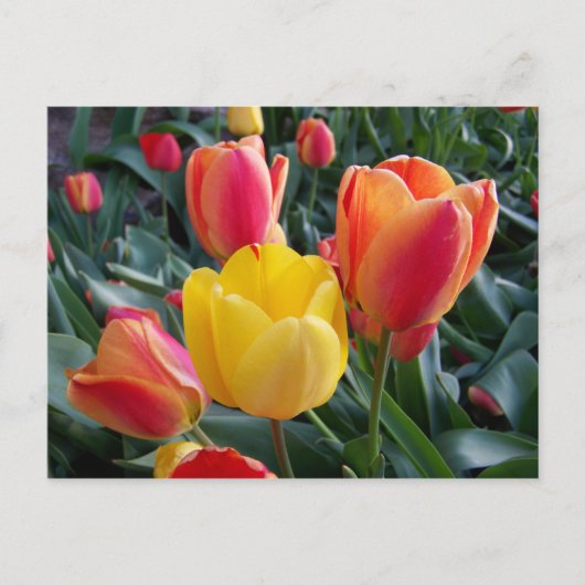 黄色と赤のチューリップの花の写真 ポストカード (正面)