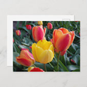 黄色と赤のチューリップフローラ写真 ポストカード (正面/裏面)