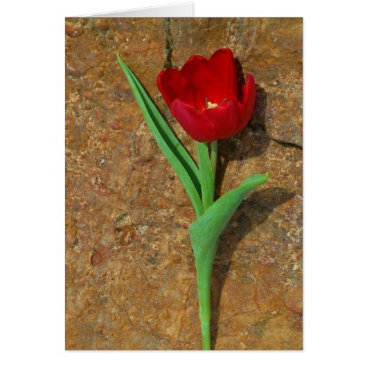 黄色と赤のチューリップ (正面)