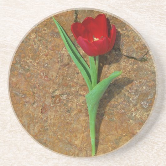 黄色と赤のチューリップ コースター (正面)