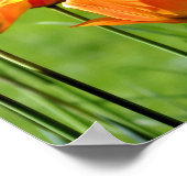 黄色と赤のチューリップ ポスター (角)