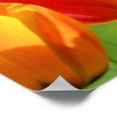 黄色と赤のチューリップ ポスター (角)