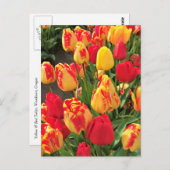 黄色と赤のチューリップ ポストカード (正面/裏面)