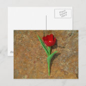 黄色と赤のチューリップ ポストカード (正面/裏面)