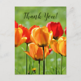 黄色と赤のチューリップ ポストカード