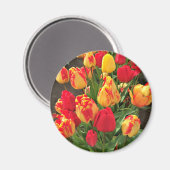 黄色と赤のチューリップ マグネット (正面/裏面)