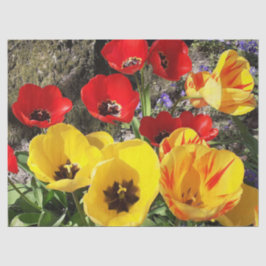 黄色と赤のチューリップ 薄葉紙