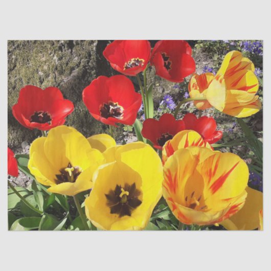 黄色と赤のチューリップ 薄葉紙 (正面)