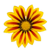 黄色と赤のデイジーの花とストライプ クッション