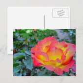 黄色と赤のバラ ポストカード (正面/裏面)