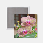 黄色と赤の蘭はがきメタルオーナメントsqu マグネット (正面/裏面)