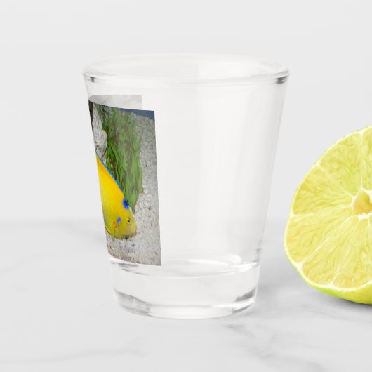 黄色と青のクイーンアンジェフィッシュ写真 ショットグラス (右)
