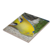 黄色と青のクイーンアンジェフィッシュ タイル (側面)