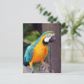 黄色と青のマカオ鳥 ポストカード (スタンド正面)