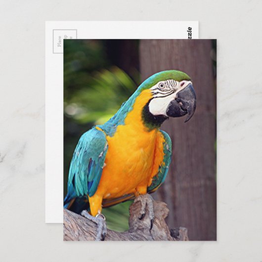 黄色と青のマカオ鳥 ポストカード (正面/裏面)