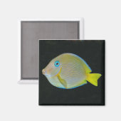 黄色と青の魚磁石 マグネット (正面/裏面)