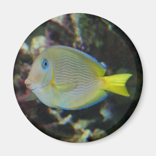 黄色と青の魚磁石 マグネット (正面)
