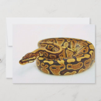 黄色と黒のボールPython