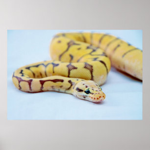 黄色と黒のボールPython 2 ポスター