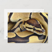 黄色と黒のボールPython 3 ポストカード (正面/裏面)