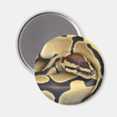 黄色と黒のボールPython 3 マグネット (正面/裏面)