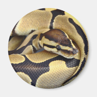 黄色と黒のボールPython 3 マグネット