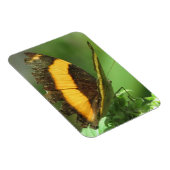 黄色と黒の熱帯蝶マグネット マグネット (右側)