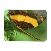 黄色と黒の熱帯蝶マグネット マグネット (横)