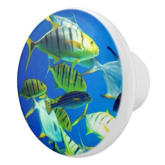 黄色と黒の縞模様の海水魚 セラミックノブ (右)