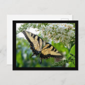 黄色と黒の翼を持つ蝶 ポストカード (正面/裏面)