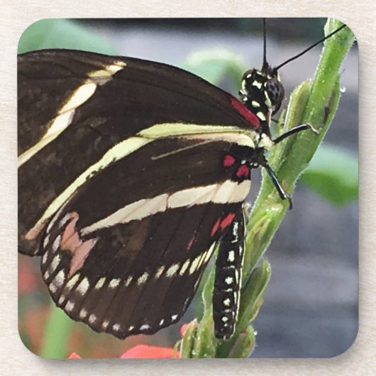 黄色と黒の蝶の羽 コースター (正面)