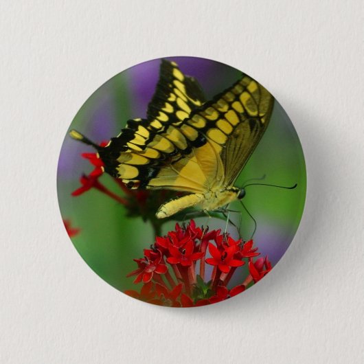 黄色と黒の蝶 缶バッジ (正面)