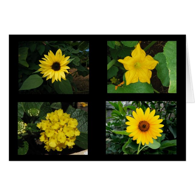 黄色によってはコレクションが開花します (正面横)