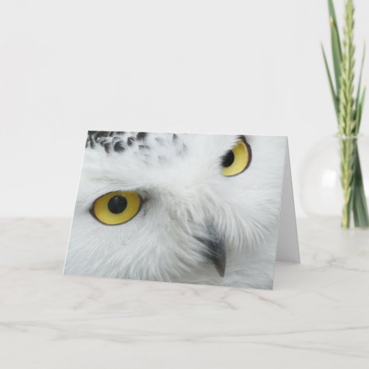 黄色によって注目されるフクロウのバレンタインカード シーズンカード (正面)