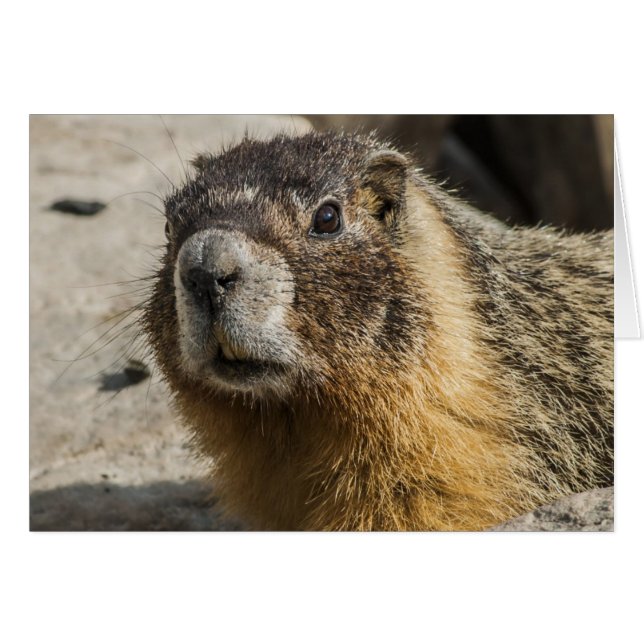 黄色によって膨らまされるMarmot (正面横)