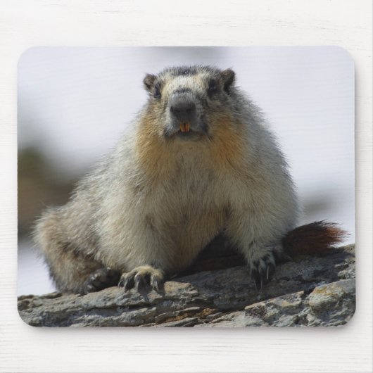 黄色によって膨らまされるMarmot マウスパッド (正面)
