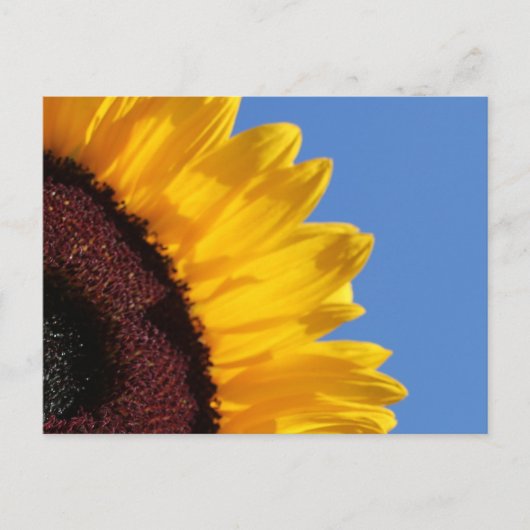 黄色のひまわりと青空 ポストカード (正面)