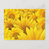 黄色のひまわり畑 ポストカード (正面)